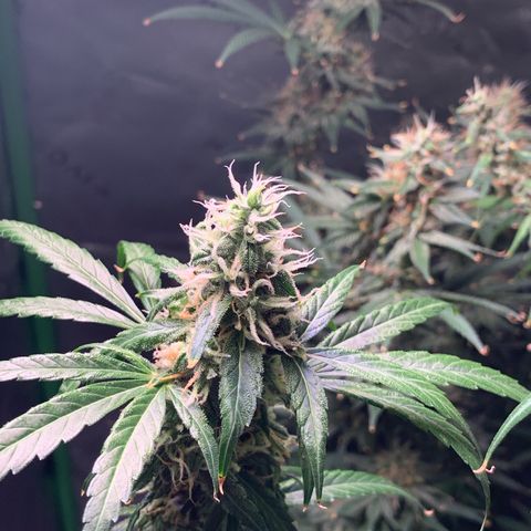 Power flower growlog timeline photo