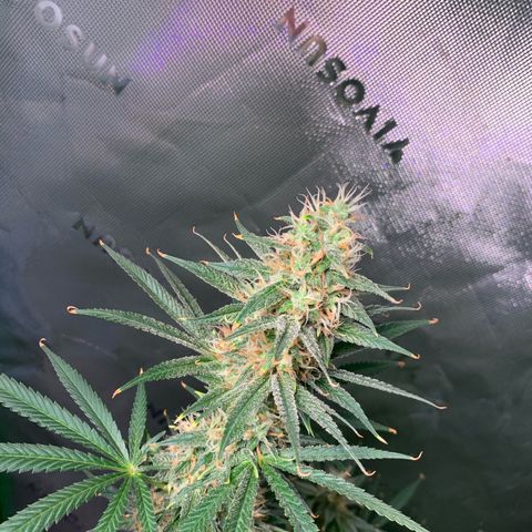 Power flower growlog timeline photo