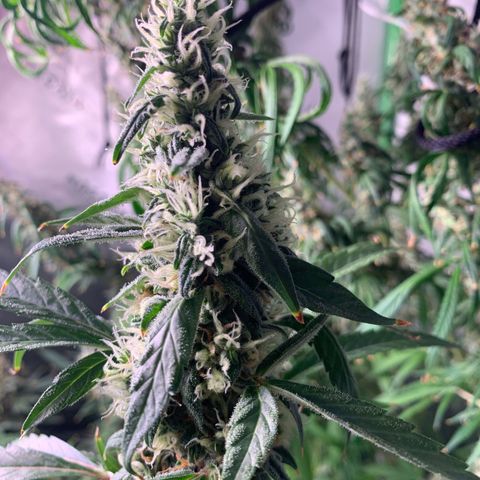 Power flower growlog timeline photo