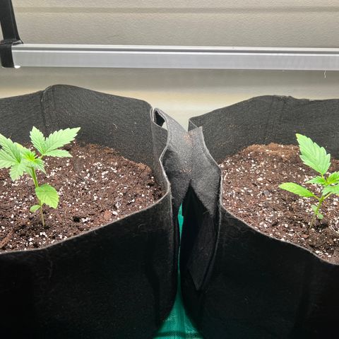 Gorilla Glue Auto growlog timeline photo