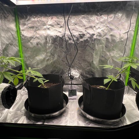Gorilla Glue Auto growlog timeline photo