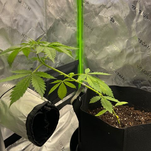 Gorilla Glue Auto growlog timeline photo