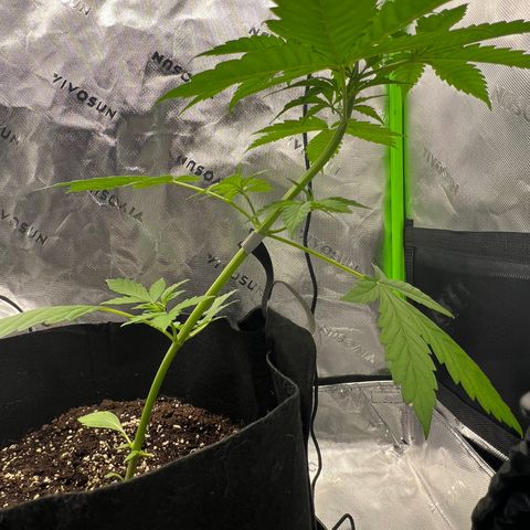 Gorilla Glue Auto growlog timeline photo