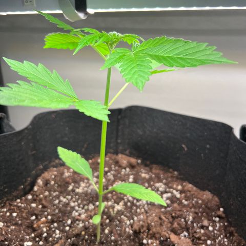 Gorilla Glue Auto growlog timeline photo