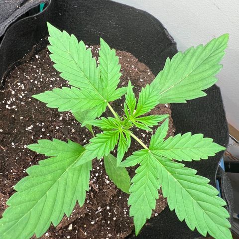 Gorilla Glue Auto growlog timeline photo