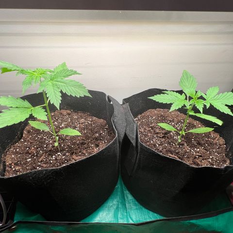 Gorilla Glue Auto growlog timeline photo