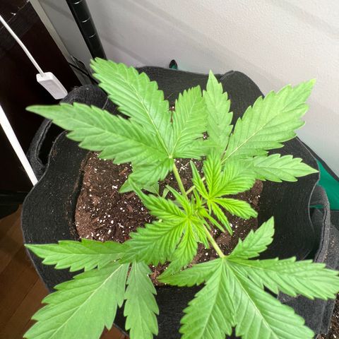 Gorilla Glue Auto growlog timeline photo