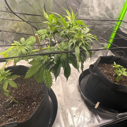 Gorilla Glue Auto growlog timeline photo