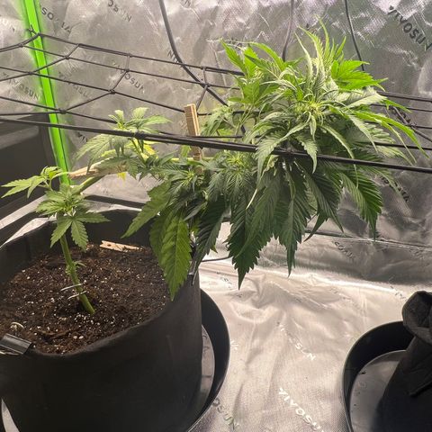 Gorilla Glue Auto growlog timeline photo