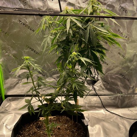 Gorilla Glue Auto growlog timeline photo