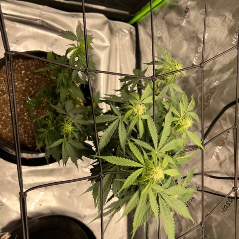 Gorilla Glue Auto growlog timeline photo