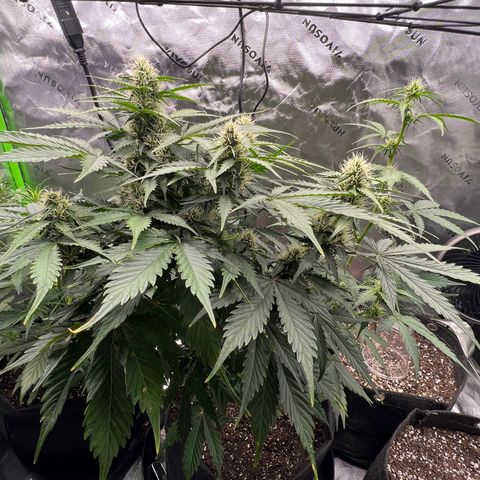 Gorilla Glue Auto growlog timeline photo