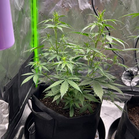 Broken Stem growlog timeline photo