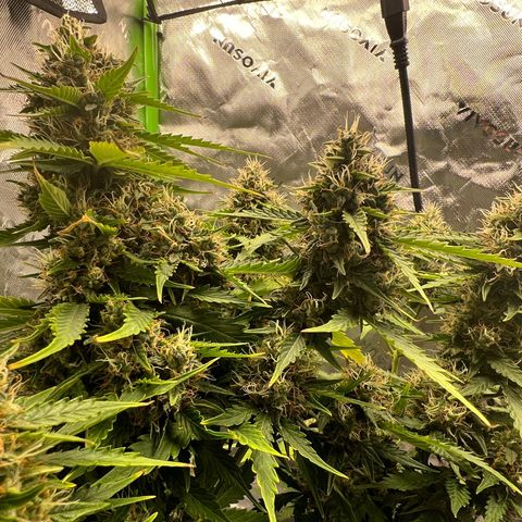 Gorilla Glue Auto growlog timeline photo