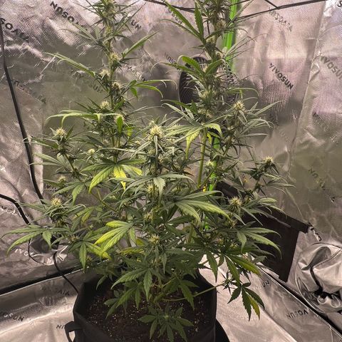 Broken Stem growlog timeline photo