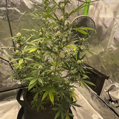 Broken Stem growlog timeline photo