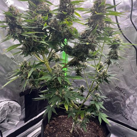 Gorilla Glue Auto growlog timeline photo