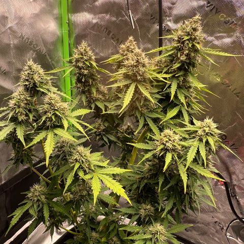 Gorilla Glue Auto growlog timeline photo
