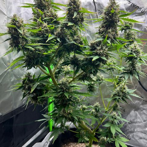 Gorilla Glue Auto growlog timeline photo