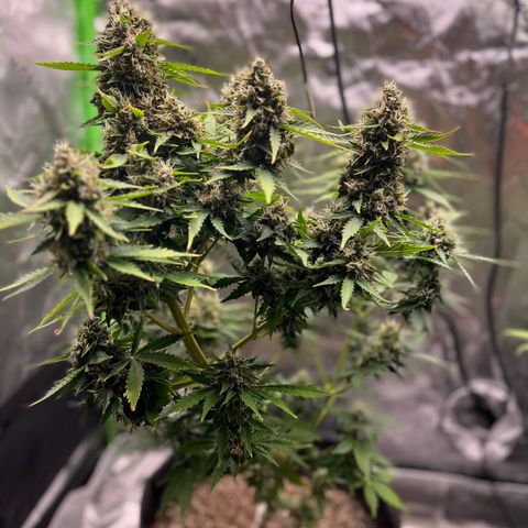 Gorilla Glue Auto growlog timeline photo
