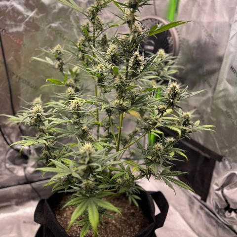 Broken Stem growlog timeline photo