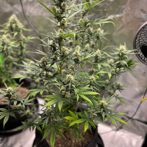 Broken Stem growlog timeline photo