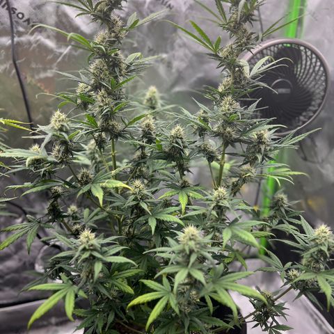 Broken Stem growlog timeline photo