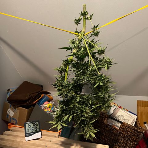 Gorilla Glue Auto growlog timeline photo