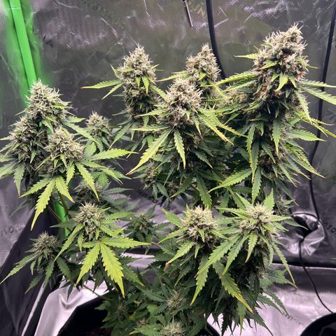 Gorilla Glue Auto growlog photo: Final day