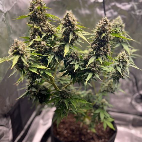 Gorilla Glue Auto growlog photo: Final day