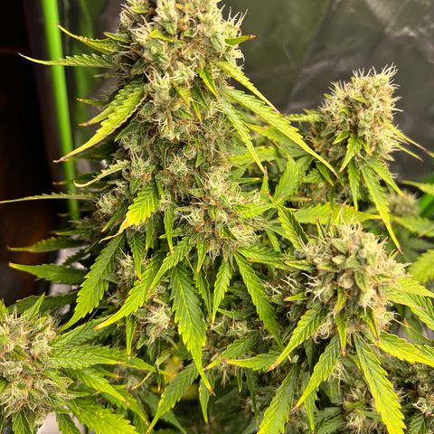 Gorilla Glue Auto growlog photo: Final day