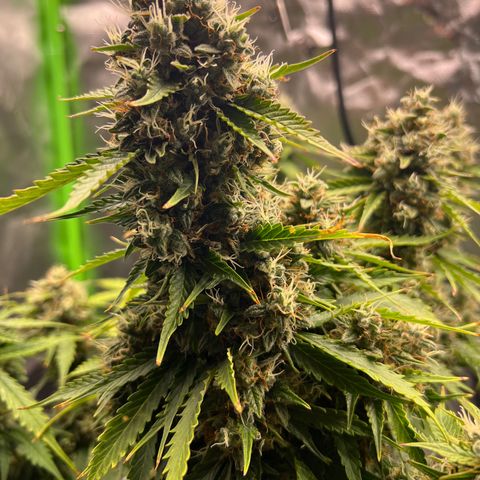 Gorilla Glue Auto growlog photo: Final day