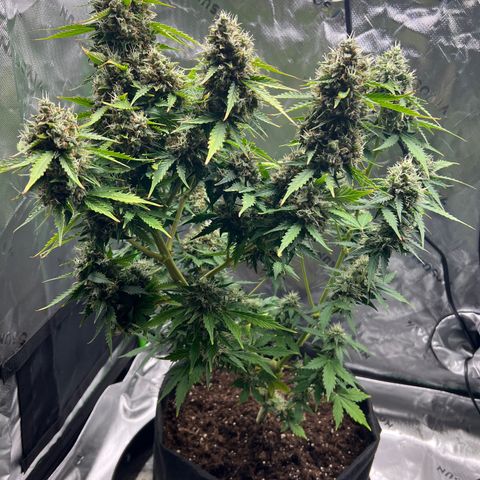 Gorilla Glue Auto growlog photo: Final day