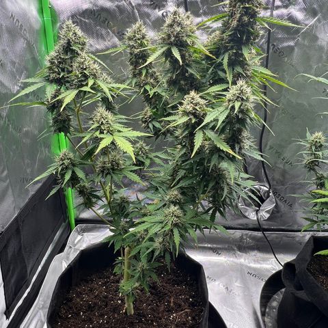 Gorilla Glue Auto growlog photo: Final day