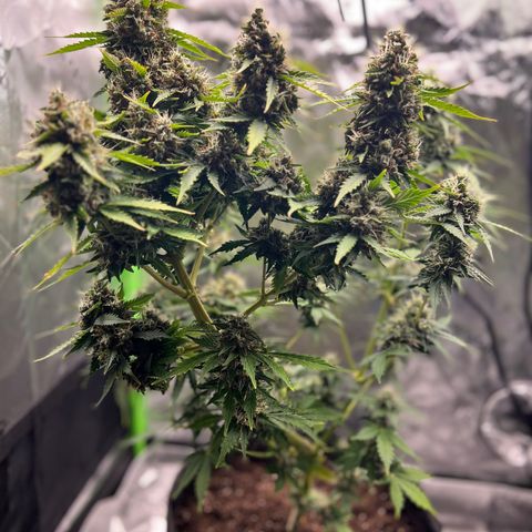 Gorilla Glue Auto growlog photo: Final day