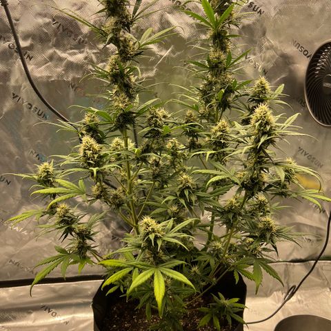 Broken Stem growlog timeline photo