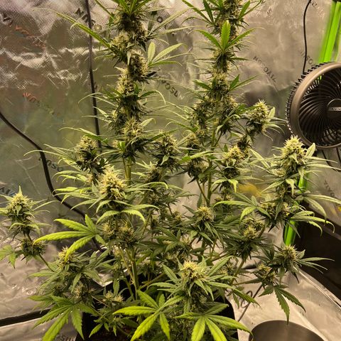 Broken Stem growlog timeline photo