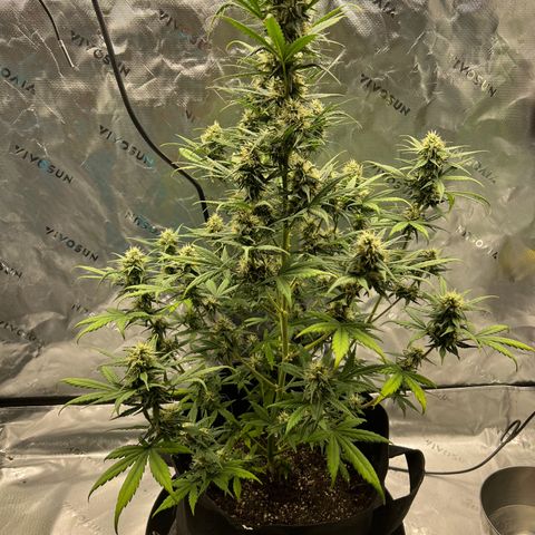 Broken Stem growlog timeline photo