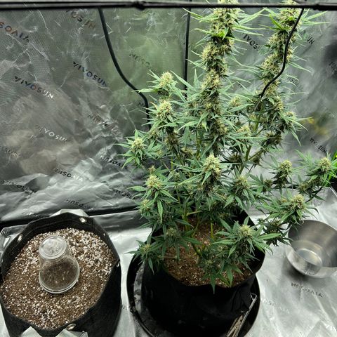 White Widow Auto growlog timeline photo