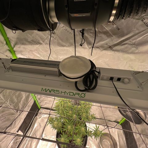 White Widow Auto growlog timeline photo