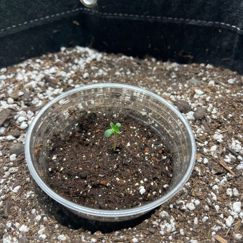 White Widow Auto growlog timeline photo