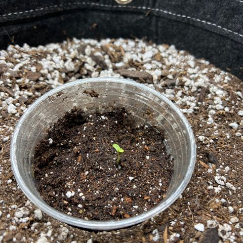 White Widow Auto growlog timeline photo