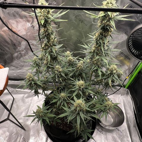 Broken Stem growlog timeline photo