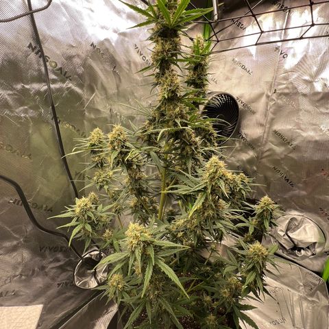 Broken Stem growlog timeline photo