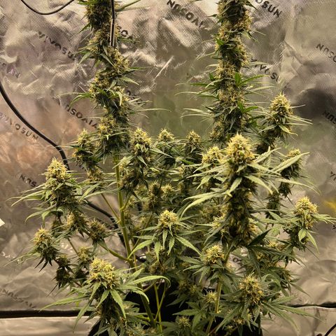 Broken Stem growlog timeline photo