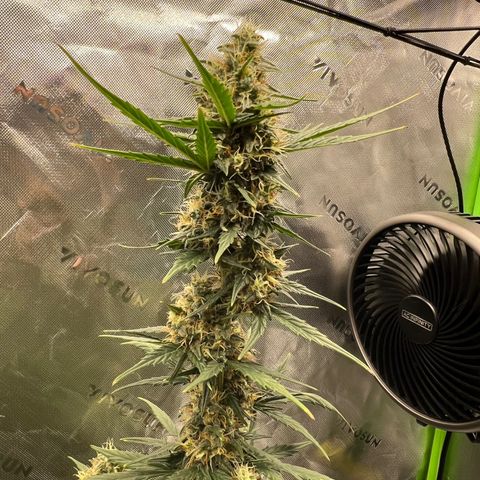 Broken Stem growlog timeline photo