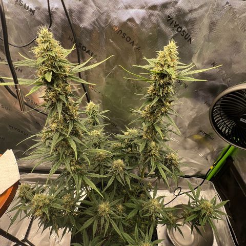 Broken Stem growlog timeline photo