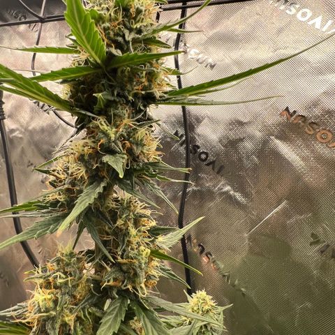 Broken Stem growlog timeline photo