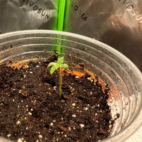 White Widow Auto growlog timeline photo
