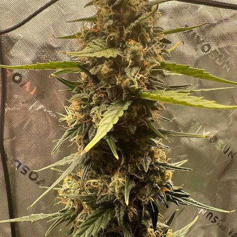 Broken Stem growlog timeline photo